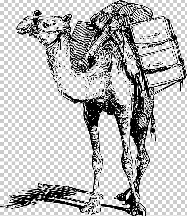 Bactrian Camel Dromedary Pack Animal Llama PNG, Clipart, Arabian Camel, Art, Bactrian, Black And White, Camel Free PNG Download