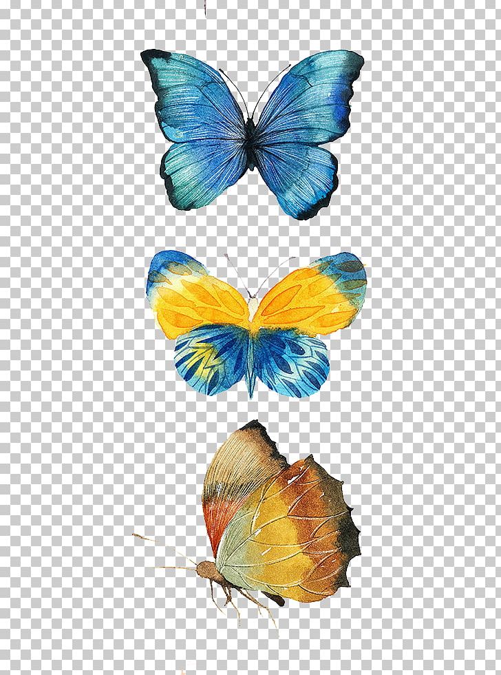 Monarch Butterfly Drawing PNG, Clipart, Blue Butterfly, Brush Footed Butterfly, Butterflies, Butterfly, Butterfly Group Free PNG Download