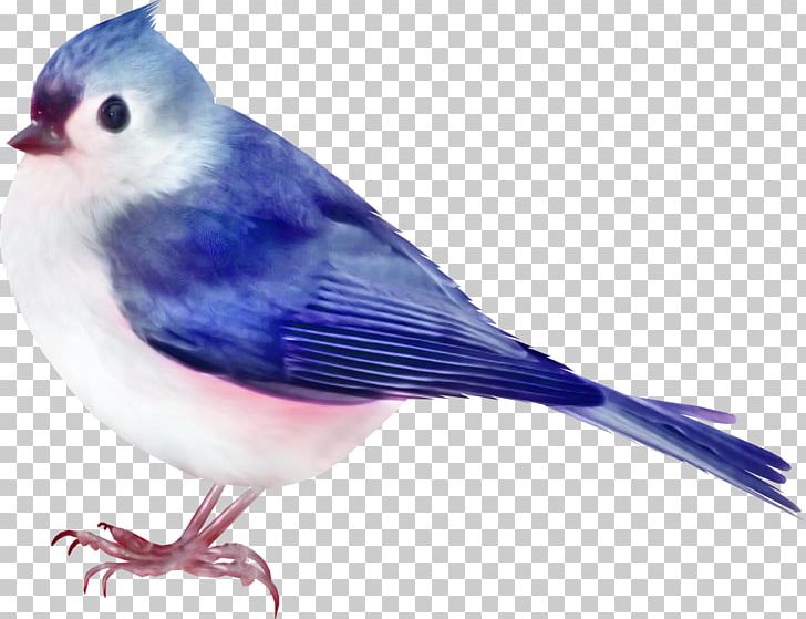 Bird Color PNG, Clipart, Animal, Asuka, Batman And Robin, Beak, Birds Free PNG Download