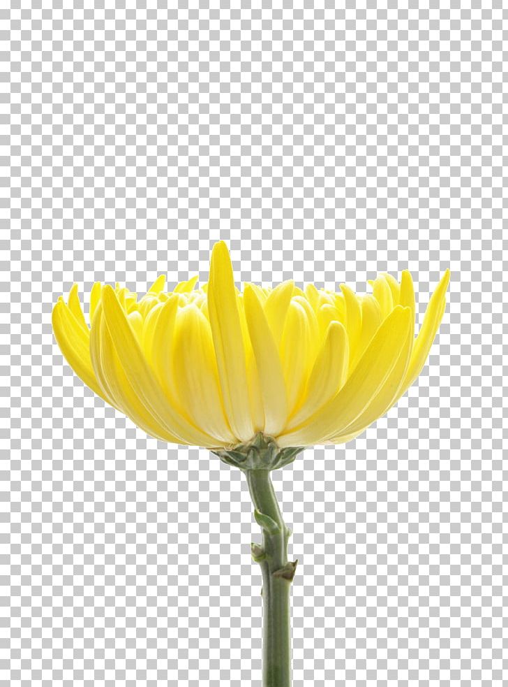 Chrysanthemum Indicum Petal Flower Chrysanthemum Tea Designer PNG, Clipart, Chrysanthemum, Chrysanthemum Chrysanthemum, Chrysanthemums, Daisy Family, Flowers Free PNG Download