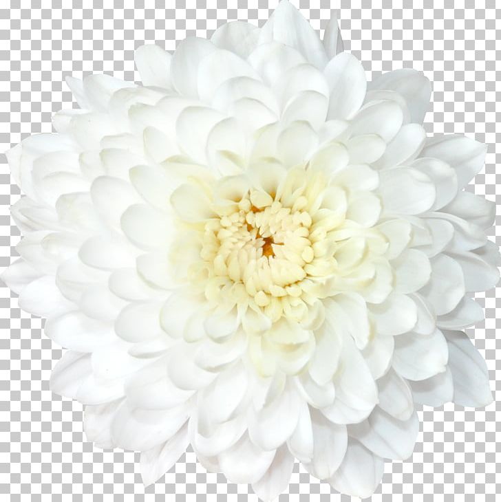 Chrysanthemum Transvaal Daisy Flower Lilium PNG, Clipart, 2016, 2017, Chrysanthemum, Chrysanths, Cut Flowers Free PNG Download