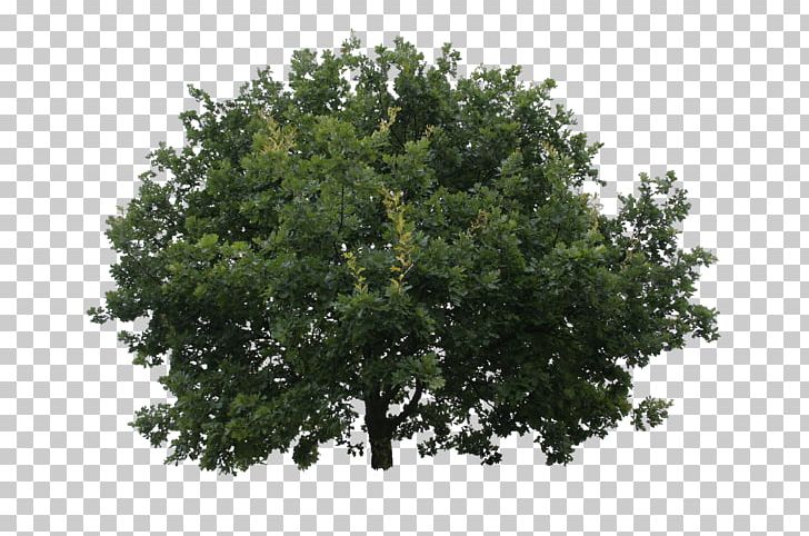 Tree Shrub Oak Lindens PNG, Clipart, Birch, Branch, Ceratocystis Fagacearum, Crown, Evergreen Free PNG Download