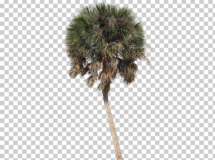 Asian Palmyra Palm Arecaceae Tree Sabal Palm Shade PNG, Clipart, Almost Perfect, Arborvitae, Arecaceae, Arecales, Areca Palm Free PNG Download