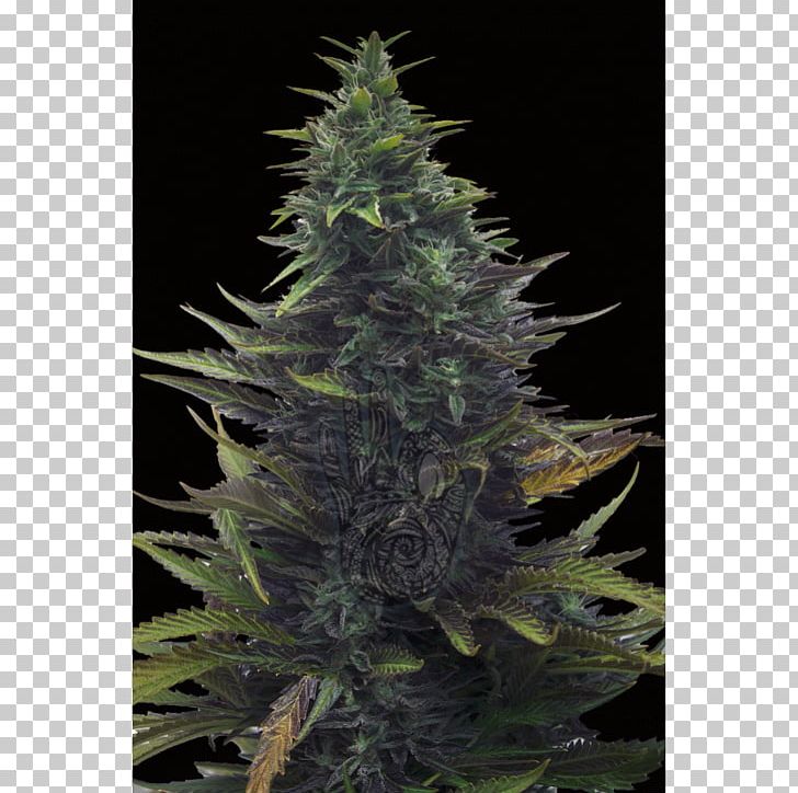 Satori Hemp Fir Feminized Cannabis Spruce PNG, Clipart, Cannabaceae, Cannabis, Christmas Tree, Conifer, Conifers Free PNG Download