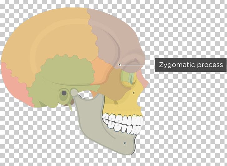 Skull Frontal Bone Human Skeleton Zygomatic Process Zygomatic Bone PNG, Clipart, Anatomy, Axial Skeleton, Bone, Cartoon, Ear Free PNG Download