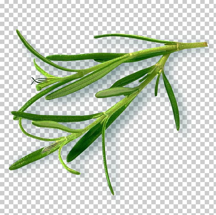 Tarragon Bo International | Essential Oils India | Essential Oil Manufacturers Grasses Leaf PNG, Clipart, Com, Commodity, Export, Grass, Grasses Free PNG Download