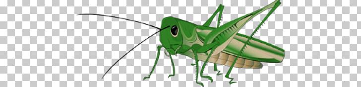 Grasshopper PNG, Clipart, Grasshopper Free PNG Download