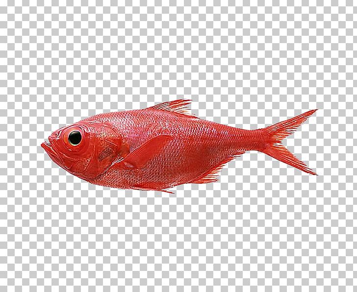 Northern Red Snapper Redfish Splendid Alfonsino PNG, Clipart, Alfonsino, Animals, Animal Source Foods, Bony Fish, Creative Free PNG Download