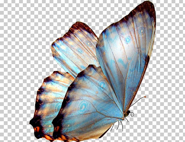 Butterfly Greta Oto PNG, Clipart, 3d Computer Graphics, Arthropod, Brush Footed Butterfly, Butterflies, Butterfly Group Free PNG Download