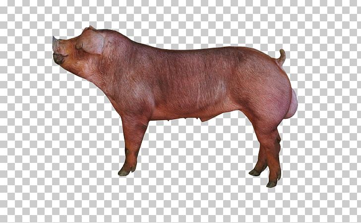 Duroc Pig Piétrain Breed Cattle Pig Farming PNG, Clipart, Breed, Cattle, Cattle Like Mammal, Domestic Pig, Duroc Pig Free PNG Download