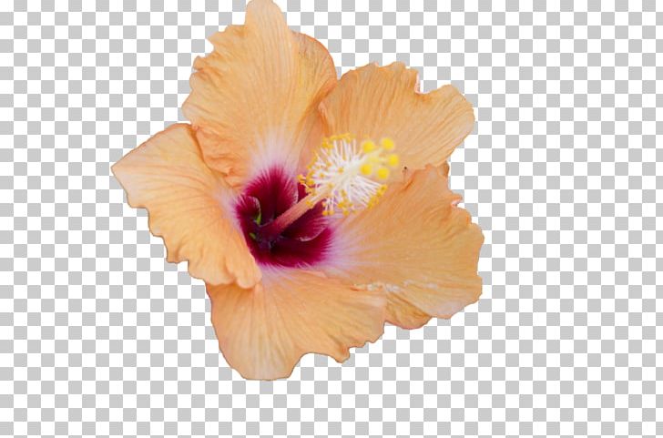 Mallows Hibiscus Flower PNG, Clipart, Desktop Wallpaper, Flower, Flowering Plant, Hibiscus, Information Free PNG Download