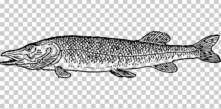 Northern Pike Drawing Fishing PNG, Clipart, Animal Figure, Black And White, Computer Icons, Desktop Wallpaper, Download Free PNG Download