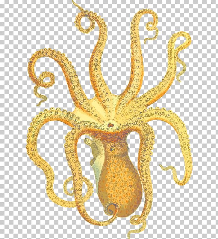 Octopus Squid Argyle Academic Planner With Inspirational Quotes (A5): A Monthly/Weekly Organizer For College Students And Teachers (August PNG, Clipart, Cephalopod, Coleoids, Enteroctopus, Gold, Invertebrate Free PNG Download