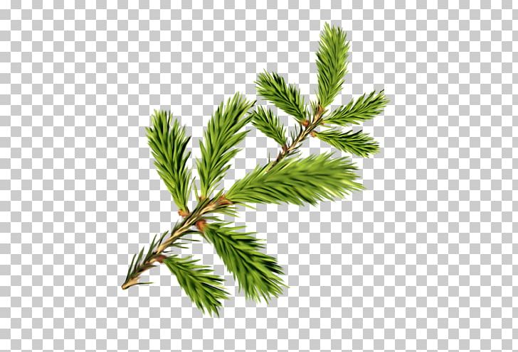 Spruce Fir Pine PNG, Clipart, Branch, Christmas, Christmas Ornament, Conifer, Conifer Cone Free PNG Download