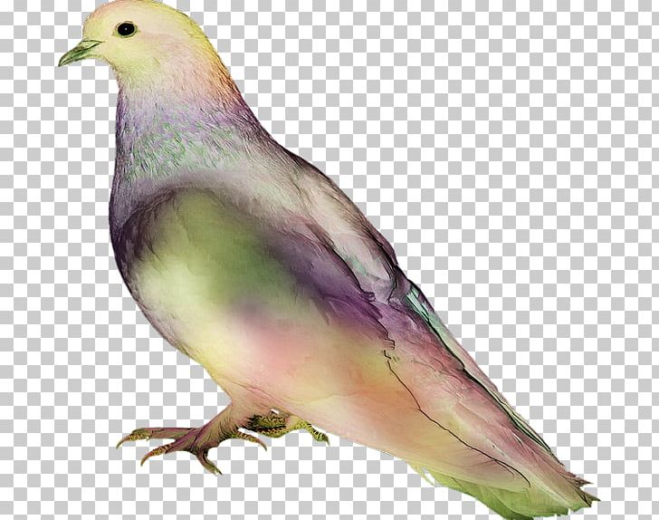 Bird Feather Portable Network Graphics Beak PNG, Clipart, Animal, Animals, Beak, Bird, Bird Bird Free PNG Download