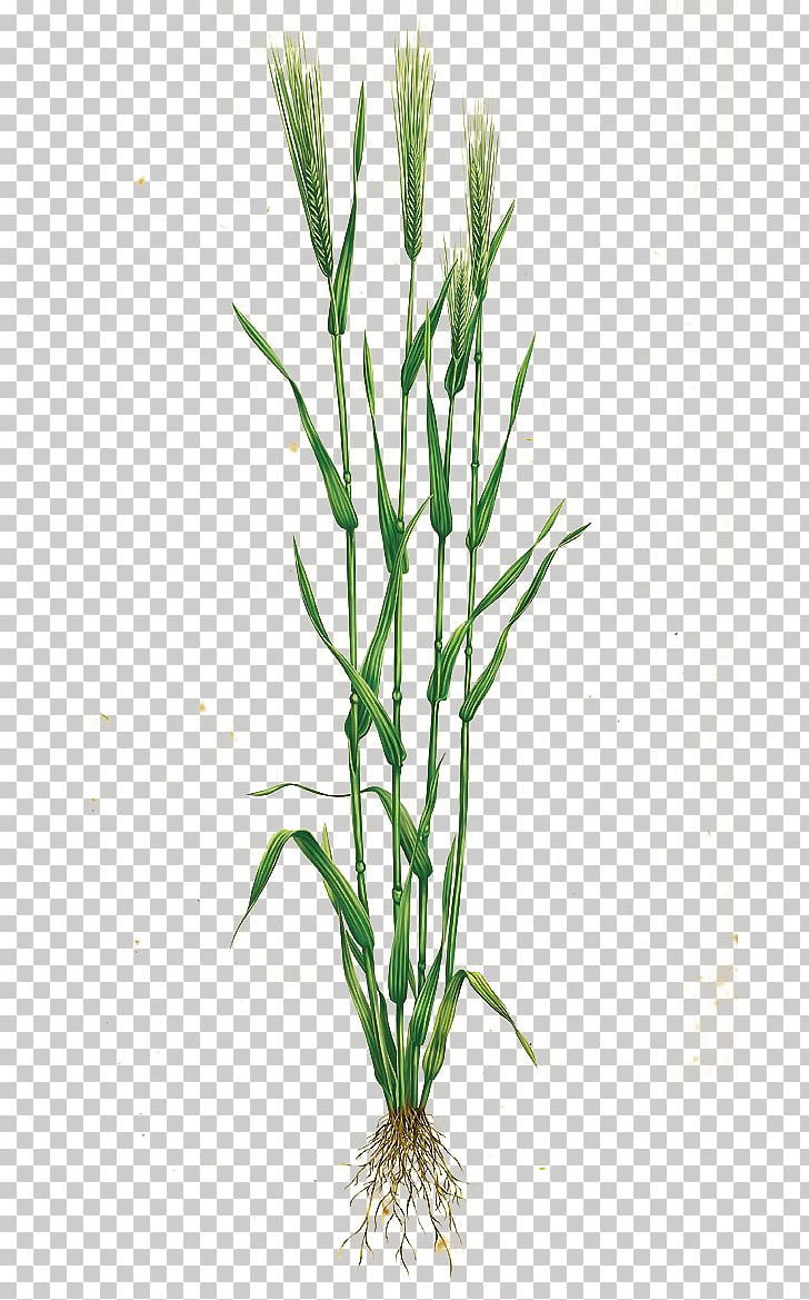 Grasses Icon PNG, Clipart, Adobe Illustrator, Cartoon Wheat, Commodity, Download, Flowerpot Free PNG Download