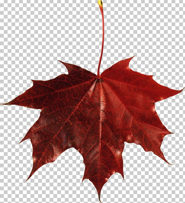 Maple Leaf Autumn Leaf Color PNG, Clipart, Autumn, Autumn Leaf Color, Clip Art, Color, Download Free PNG Download