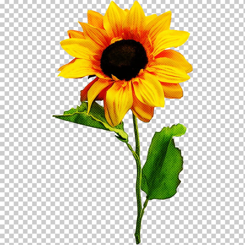 Sunflower PNG, Clipart, Cut Flowers, Flower, Petal, Plant, Sunflower Free PNG Download
