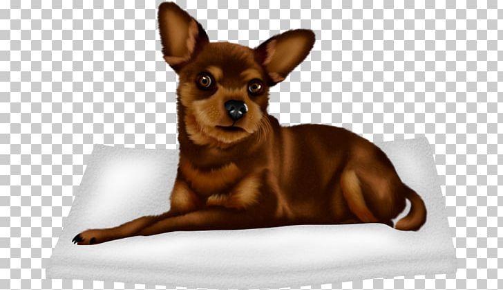 Chihuahua Russkiy Toy Prague Ratter Puppy Companion Dog PNG, Clipart, Animals, Black, Cari, Carnivoran, Chihuahua Free PNG Download