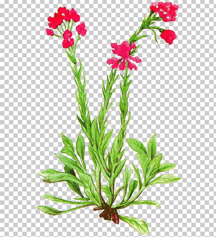 Одолень-трава Cut Flowers Antennaria Dioica Herbaceous Plant PNG, Clipart,  Free PNG Download