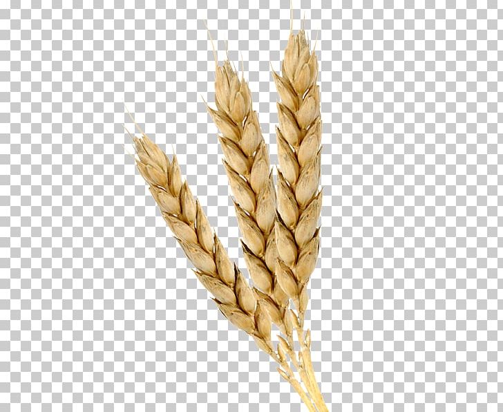 Emmer Einkorn Wheat Cereal Germ Wheat Germ Oil PNG, Clipart, Avena, Cereal, Cereal Germ, Commodity, Common Wheat Free PNG Download