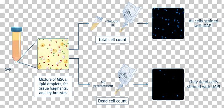 Mesenchymal Stem Cell Cell Counting Adipose Tissue PNG, Clipart, Adipocyte, Adipose Tissue, Allotransplantation, Area, Brand Free PNG Download