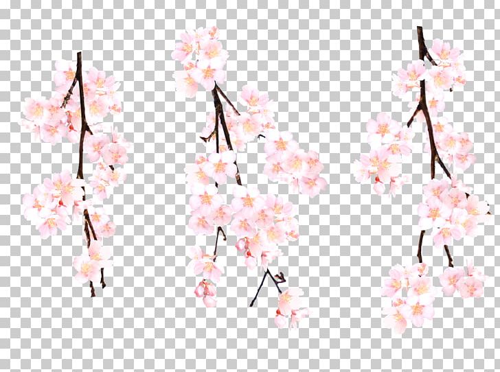 Pink Cherry Blossom Flower PNG, Clipart, Blossom, Blossoms, Bouquet, Cherry, Cherry Blossom Free PNG Download