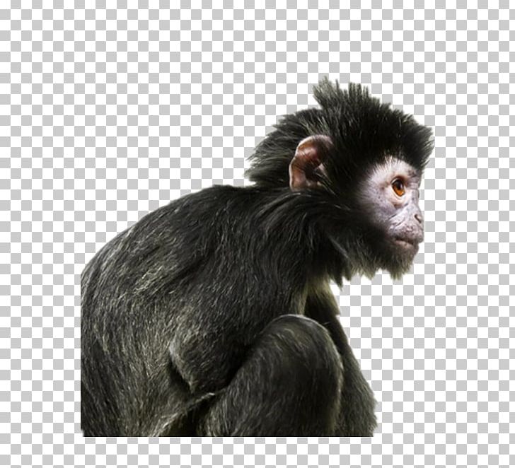 Ape Primate Human Evolution Gorilla PNG, Clipart, Animals, Atheism, Bac, Black, Black Hair Free PNG Download