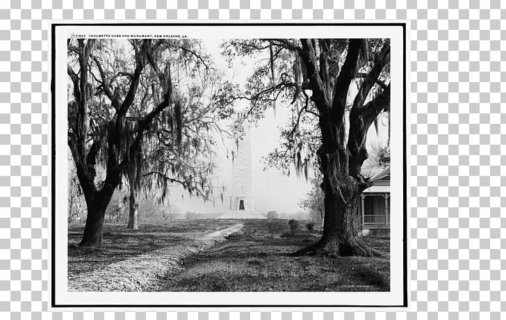 Battle Of New Orleans Chalmette Art Canvas Print PNG, Clipart, Art, Black And White, Branch, Canvas, Canvas Print Free PNG Download
