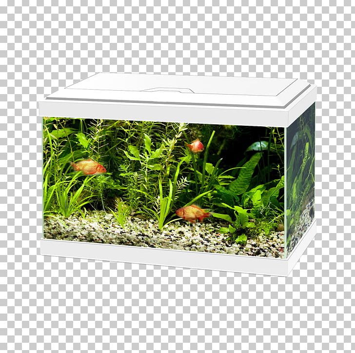 Lighting Aquarium Filters Light-emitting Diode PNG, Clipart, Aqua, Aquarium, Aquarium Decor, Aquarium Filters, Aquatic Plant Free PNG Download