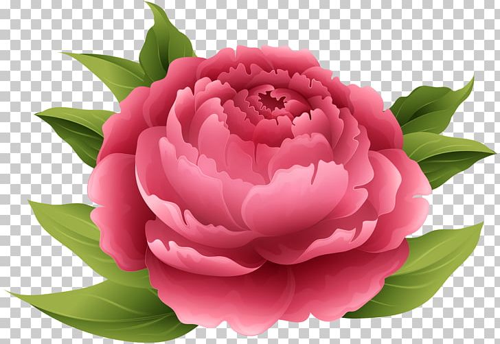 Peony Pink Flowers PNG, Clipart, Art, Camellia, Centifolia Roses, Clipart, Clip Art Free PNG Download