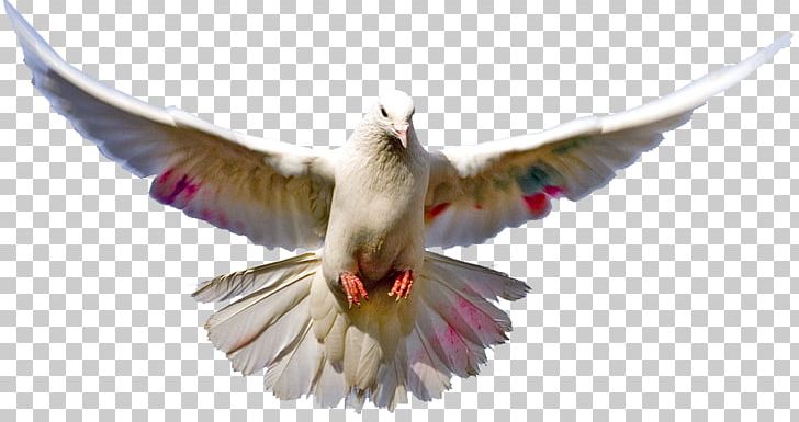 Bird Columbidae Animal Chicken PNG, Clipart, Animal, Animals, Beak, Bird, Bird Flight Free PNG Download