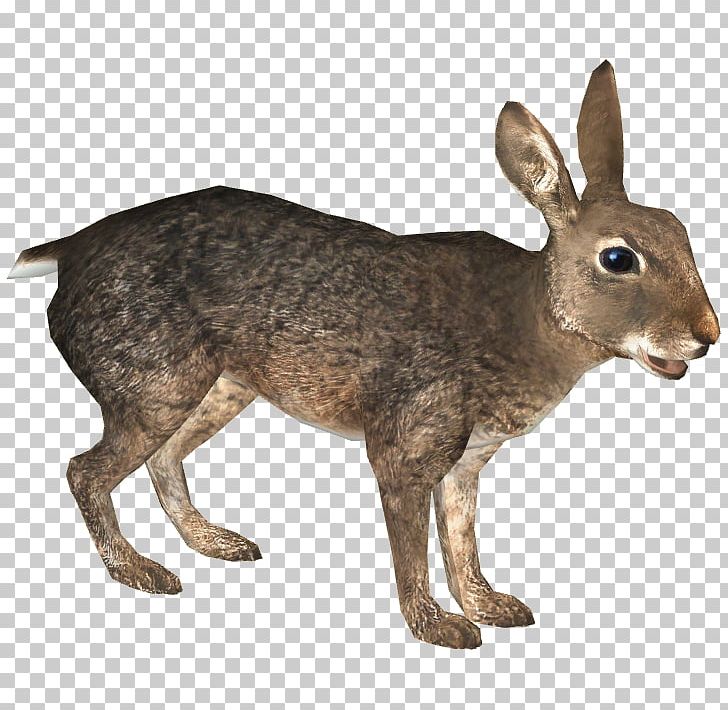 Domestic Rabbit European Rabbit European Hare Zoo Tycoon 2 PNG, Clipart, Animal, Animals, Cottontail Rabbit, Domestic Animal, Domestication Free PNG Download
