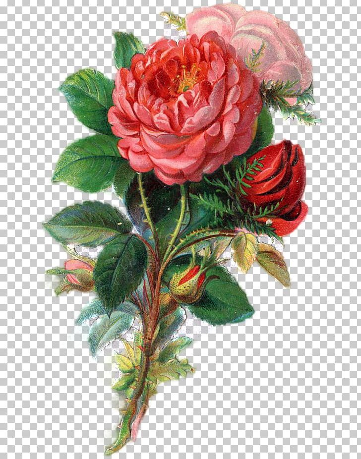 Garden Roses Cabbage Rose Floribunda Floral Design Cut Flowers PNG, Clipart, Artificial Flower, Cabbage Rose, Floribunda, Floristry, Flower Free PNG Download