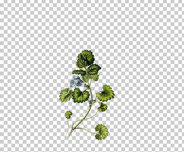 Ground-ivy Mints Root Common Ivy Plant PNG, Clipart, Branch, Catnip, Common Ivy, Flowering Plant, Food Drinks Free PNG Download