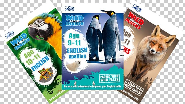 Letts Wild About Learning PNG, Clipart, Advertising, Book, Brand, English Language, English Orthography Free PNG Download