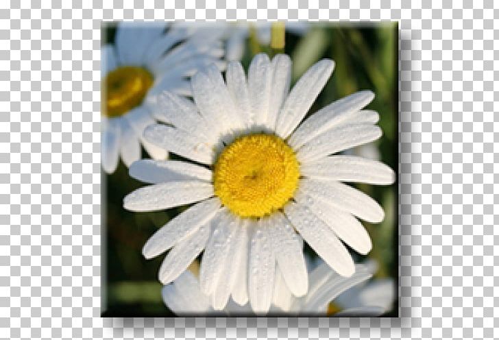 Oxeye Daisy Obedient Plant Perennial Plant Bugleherb Chrysanthemum PNG, Clipart, Bugleweed, Chamaemelum Nobile, Chrysanthemum, Chrysanths, Daisy Free PNG Download
