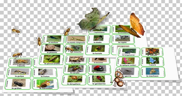 Organism Nomenclature Biodiversity Language 0 PNG, Clipart, 2018, Biodiversity, Dromadaire, Fauna, Language Free PNG Download