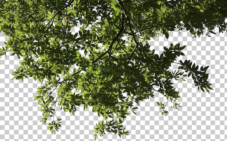 Tree SketchUp Branch PNG, Clipart, 3d Computer Graphics, Branch, Broadleaved Tree, Conifers, Evergreen Free PNG Download