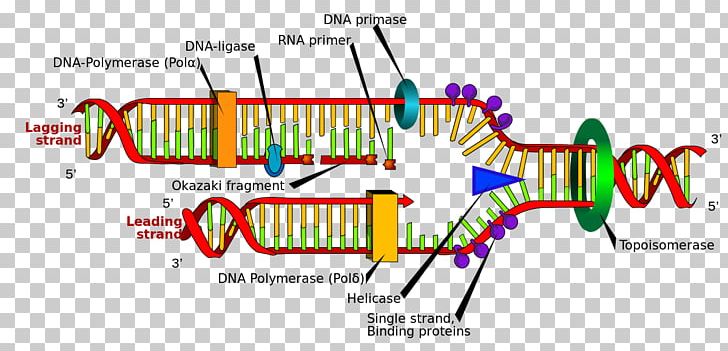 DNA Replication Base Pair Semiconservative Replication DNA Polymerase PNG, Clipart, Base Pair, Biology, Brand, Cell, Circle Free PNG Download