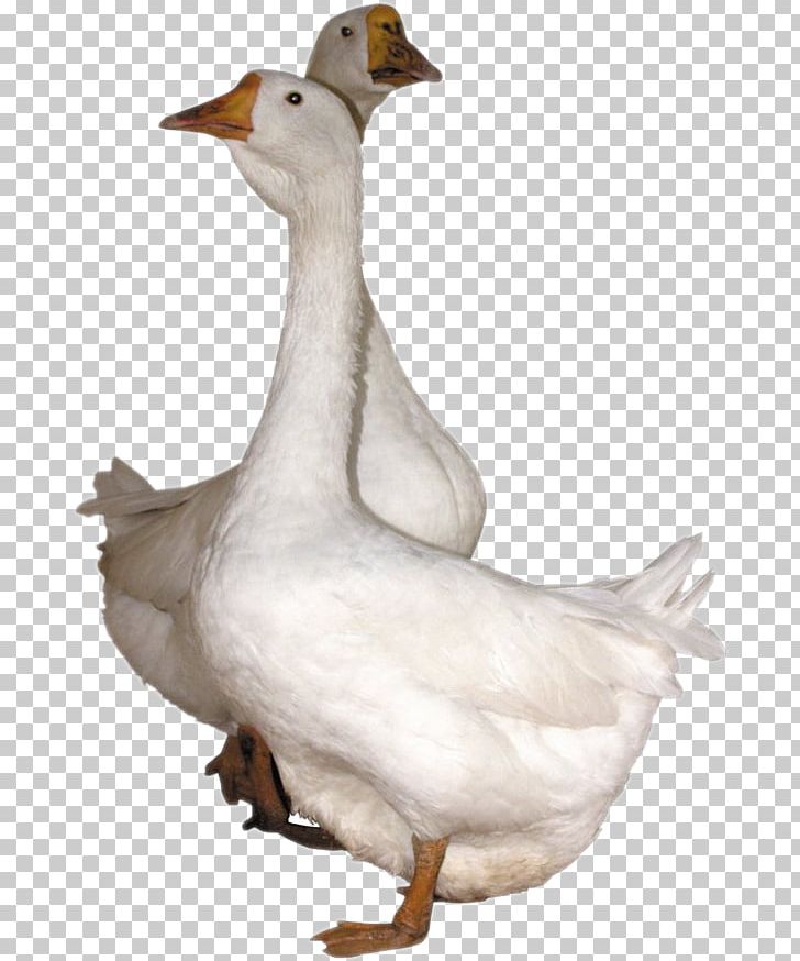 Goose Baby Ducks PNG, Clipart, Animal, Animals, Anser, Baby Ducks, Beak Free PNG Download