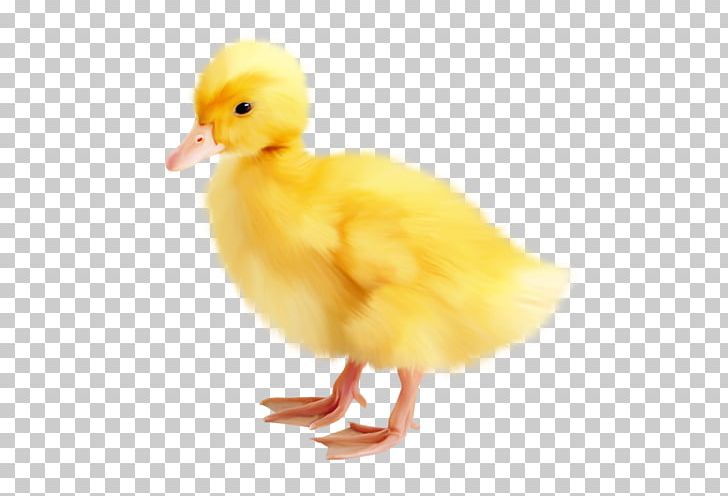 Easter Duck PNG, Clipart, Beak, Bird, Chicken, Download, Duck Free PNG Download