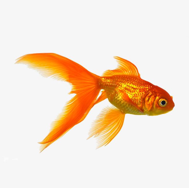 A Golden Goldfish Png Clipart Animal Biological Golden Golden Clipart Goldfish Free Png Download