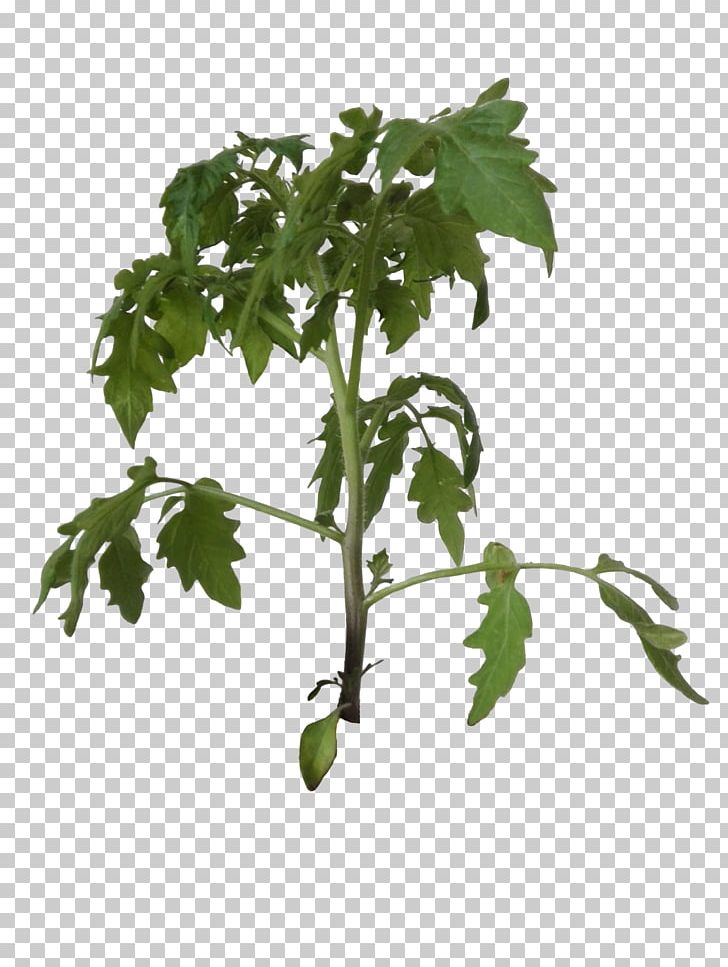 Plant Leaf Vegetable Bush Tomato Tree Cherry Tomato PNG, Clipart, Arugula, Branch, Bush Tomato, Cherry Tomato, Flowerpot Free PNG Download