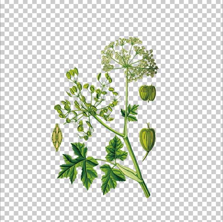Heracleum Persicum Giant Hogweed Heracleum Maximum Iranian Cuisine PNG, Clipart, Branch, Cooking, Flower, Food, Grass Free PNG Download