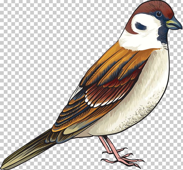 House Sparrow Bird Sticker Decal PNG, Clipart, Animal, Animals, Beak, Birds, Bumper Sticker Free PNG Download