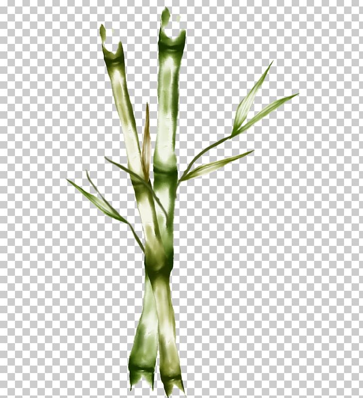 Plant Stem Grasses H&M Commodity Family PNG, Clipart, Commodity, Family, Grass, Grasses, Grass Family Free PNG Download