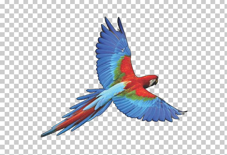 Parrot Bird Budgerigar PNG, Clipart, Android, Animals, Apk, App, Beak Free PNG Download