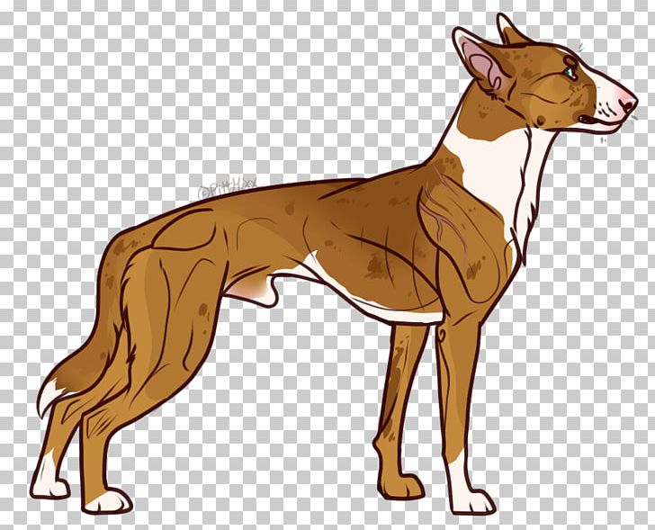 Spanish Greyhound Lurcher Italian Greyhound Whippet PNG, Clipart, Animal Sports, Azawakh, Bull Terrier, Carnivoran, Dog Free PNG Download