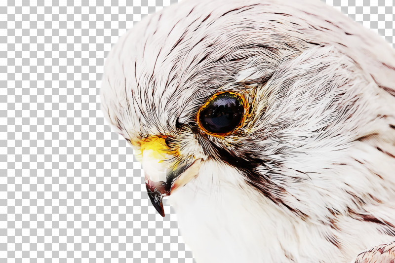 Feather PNG, Clipart, Bald Eagle, Beak, Bird Of Prey, Birds, Bubo Free PNG Download